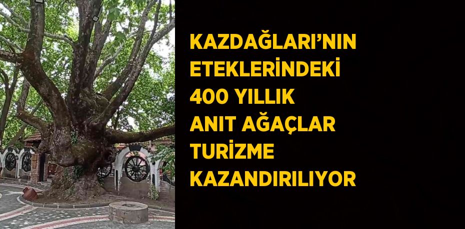 KAZDAĞLARI’NIN ETEKLERİNDEKİ 400 YILLIK ANIT AĞAÇLAR TURİZME KAZANDIRILIYOR