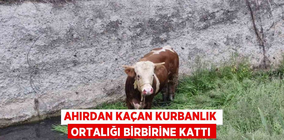 AHIRDAN KAÇAN KURBANLIK ORTALIĞI BİRBİRİNE KATTI