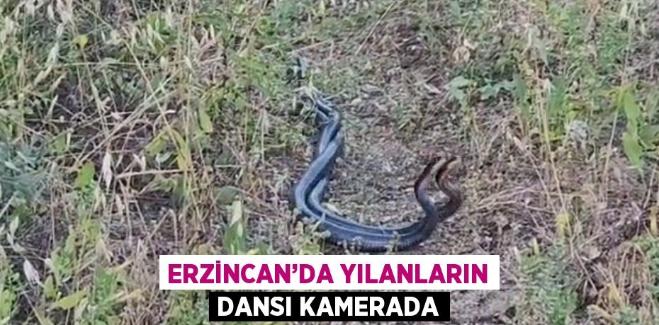 ERZİNCAN’DA YILANLARIN DANSI KAMERADA