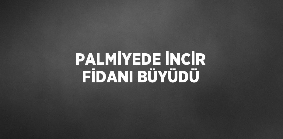 PALMİYEDE İNCİR FİDANI BÜYÜDÜ