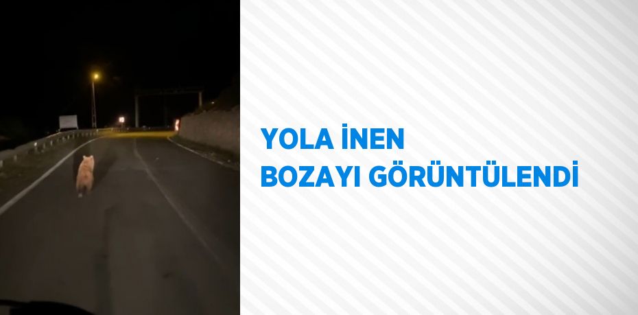 YOLA İNEN BOZAYI GÖRÜNTÜLENDİ