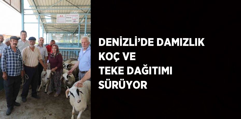 DENİZLİ’DE DAMIZLIK KOÇ VE TEKE DAĞITIMI SÜRÜYOR