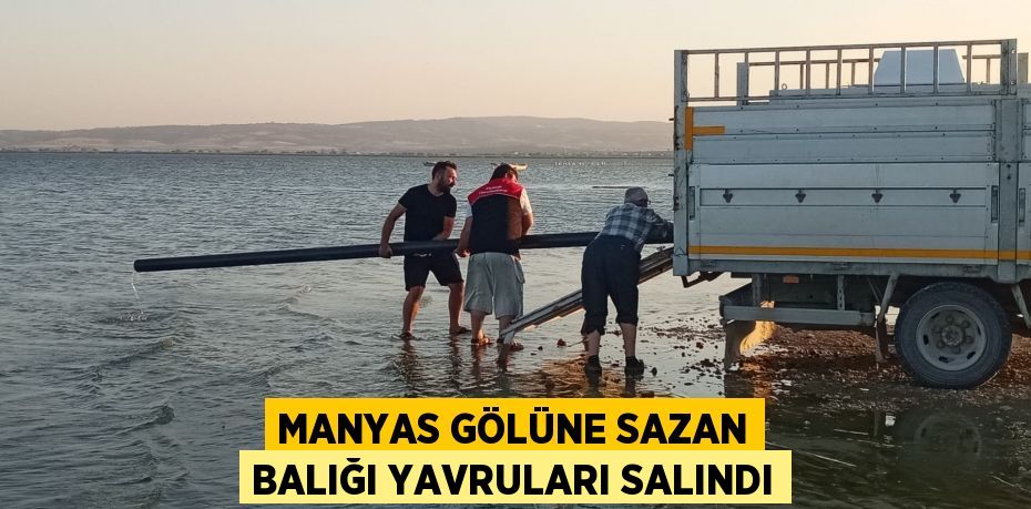 Manyas gölüne sazan balığı yavruları salındı