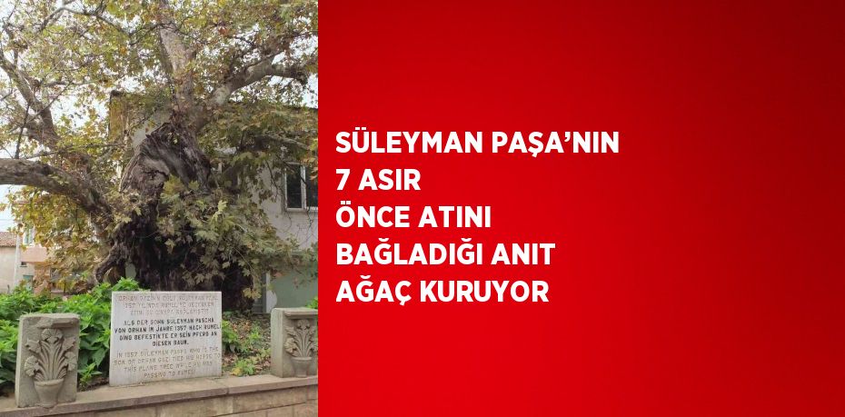 SÜLEYMAN PAŞA’NIN 7 ASIR ÖNCE ATINI BAĞLADIĞI ANIT AĞAÇ KURUYOR