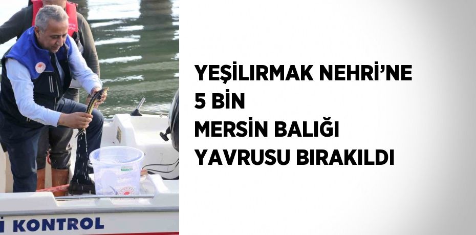 YEŞİLIRMAK NEHRİ’NE 5 BİN MERSİN BALIĞI YAVRUSU BIRAKILDI