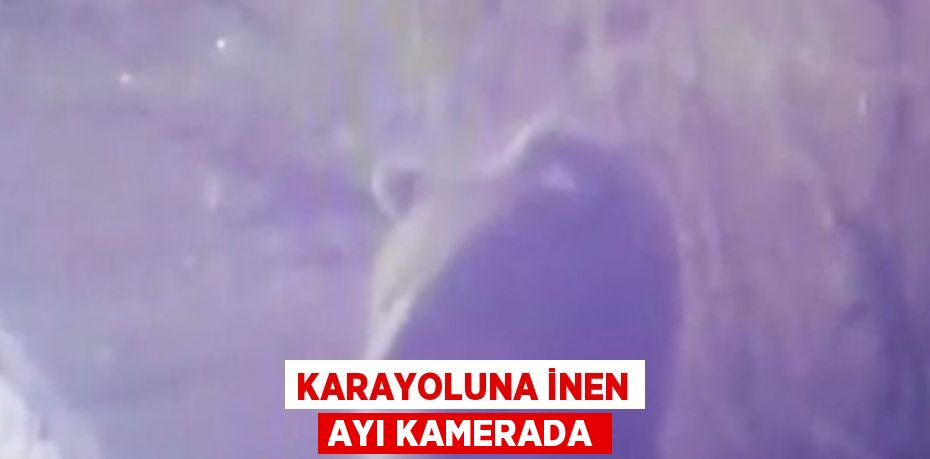 KARAYOLUNA İNEN AYI KAMERADA