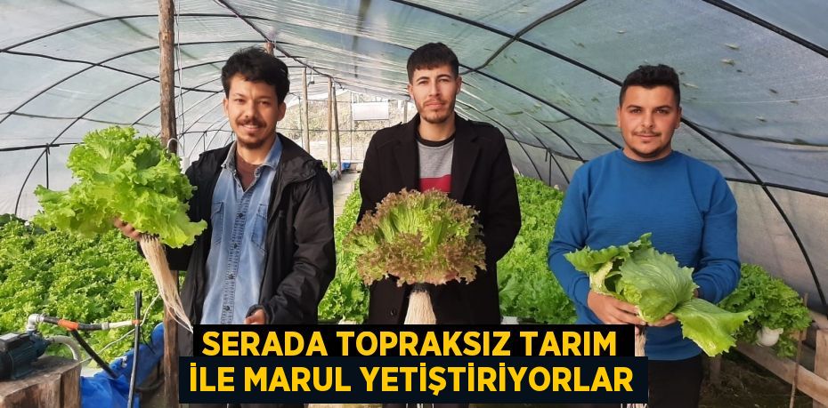 Serada topraksız tarım ile marul yetiştiriyorlar