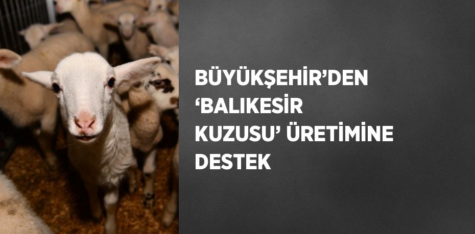 BÜYÜKŞEHİR’DEN ‘BALIKESİR KUZUSU’ ÜRETİMİNE DESTEK