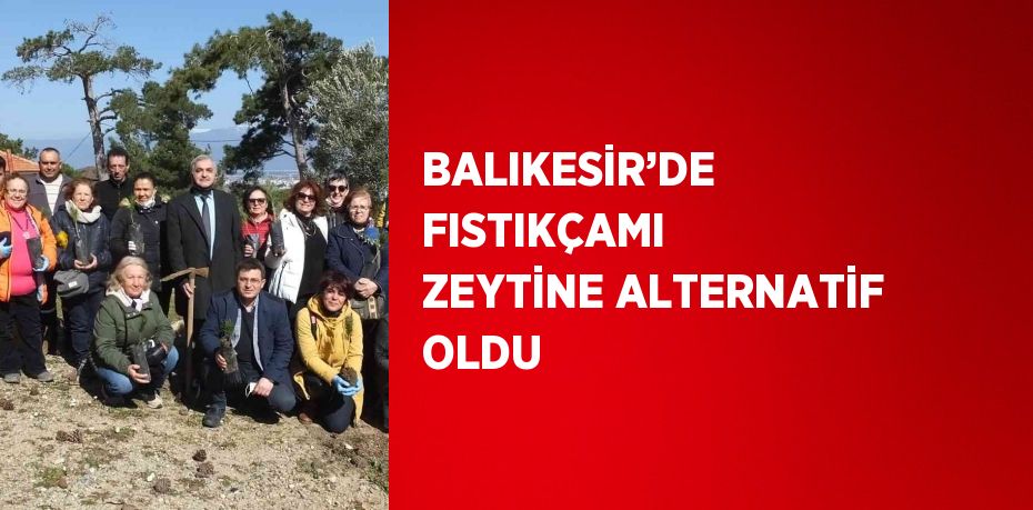 BALIKESİR’DE FISTIKÇAMI ZEYTİNE ALTERNATİF OLDU