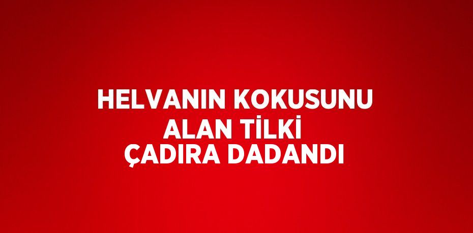 HELVANIN KOKUSUNU ALAN TİLKİ ÇADIRA DADANDI