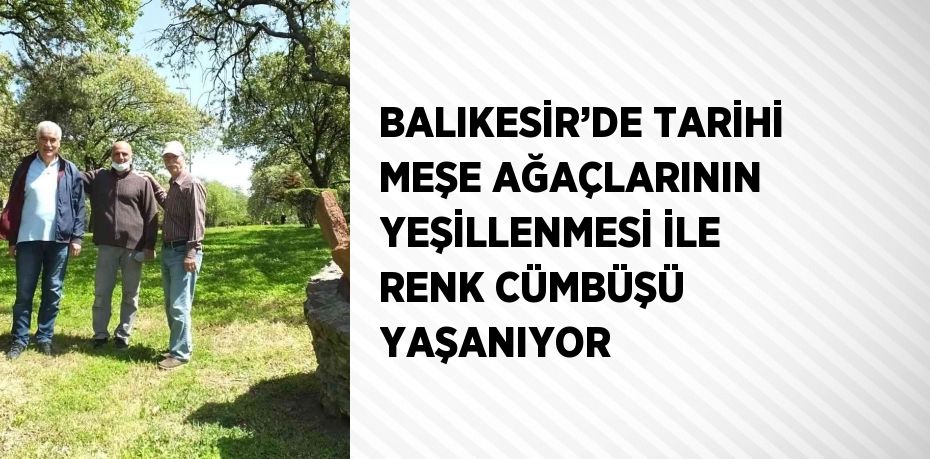 BALIKESİR’DE TARİHİ MEŞE AĞAÇLARININ YEŞİLLENMESİ İLE RENK CÜMBÜŞÜ YAŞANIYOR