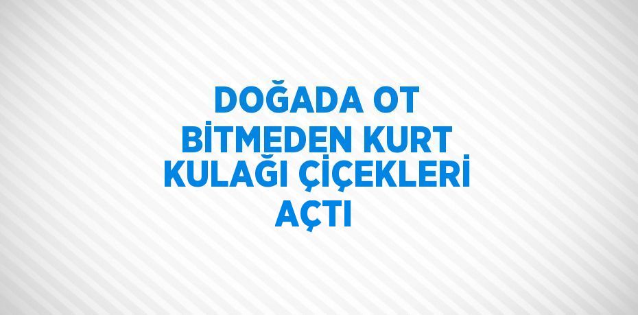 DOĞADA OT BİTMEDEN KURT KULAĞI ÇİÇEKLERİ AÇTI