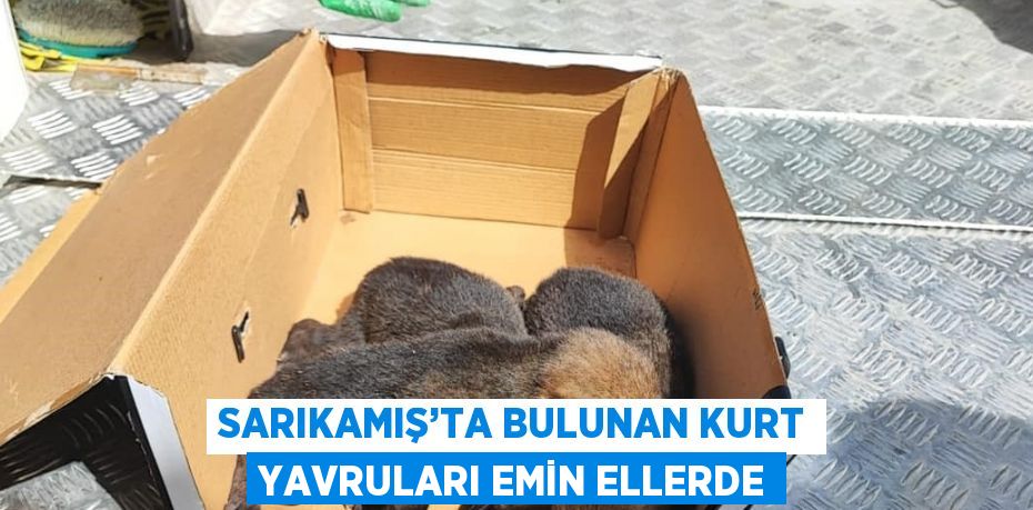 SARIKAMIŞ’TA BULUNAN KURT YAVRULARI EMİN ELLERDE