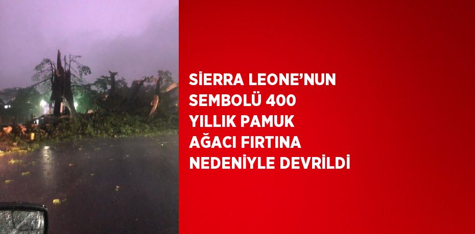 SİERRA LEONE’NUN SEMBOLÜ 400 YILLIK PAMUK AĞACI FIRTINA NEDENİYLE DEVRİLDİ