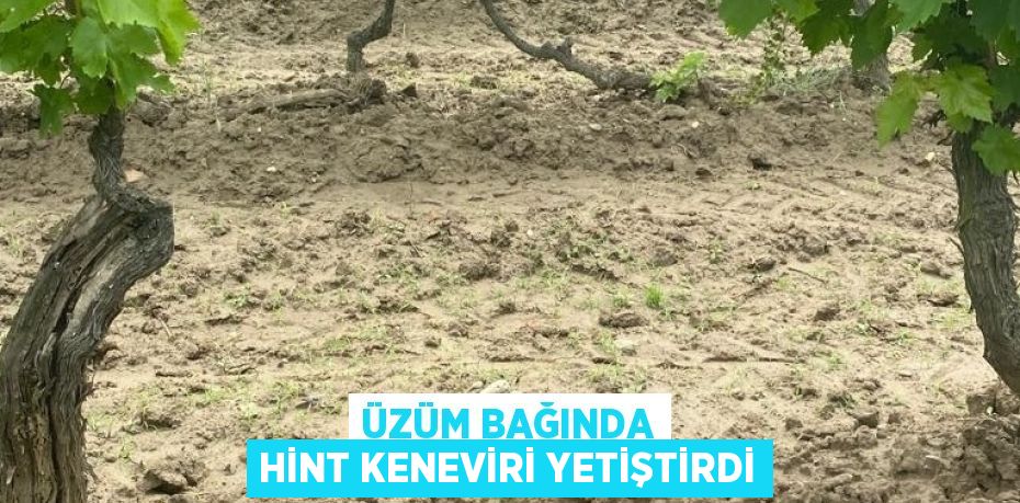 ÜZÜM BAĞINDA HİNT KENEVİRİ YETİŞTİRDİ