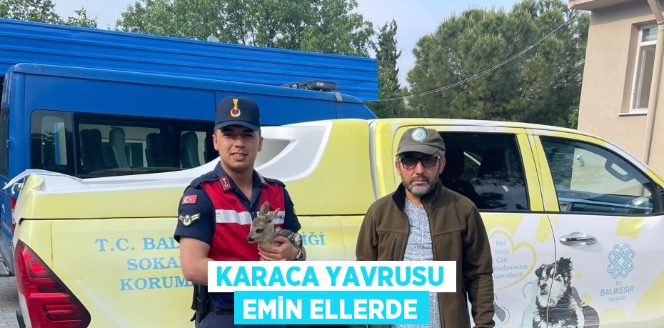 Karaca yavrusu emin ellerde