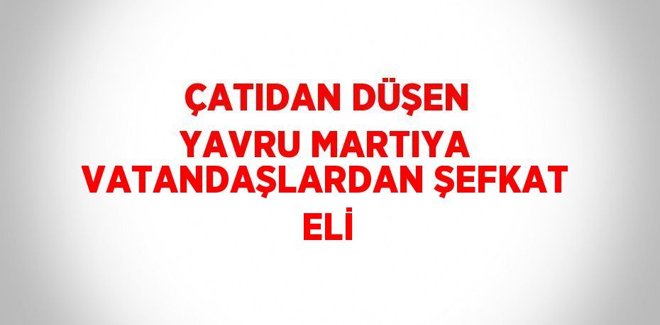 ÇATIDAN DÜŞEN YAVRU MARTIYA VATANDAŞLARDAN ŞEFKAT ELİ