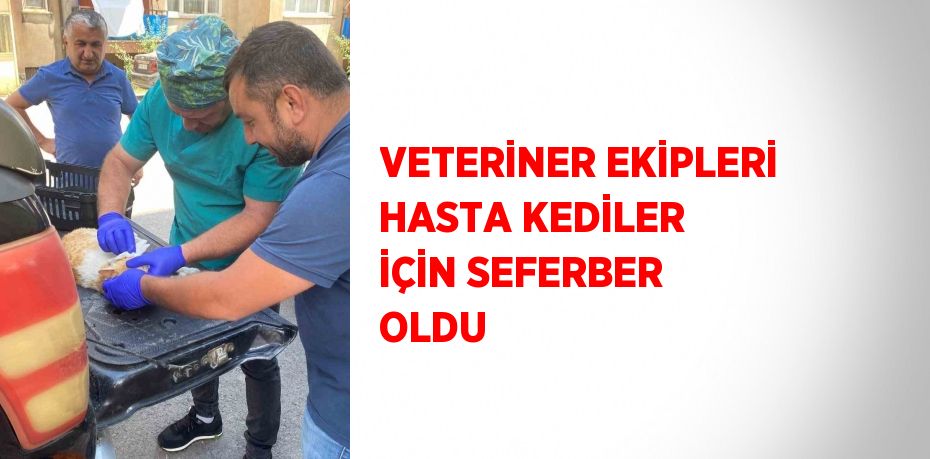 VETERİNER EKİPLERİ HASTA KEDİLER İÇİN SEFERBER OLDU