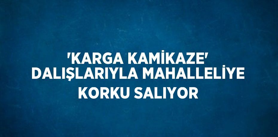 'KARGA KAMİKAZE' DALIŞLARIYLA MAHALLELİYE KORKU SALIYOR