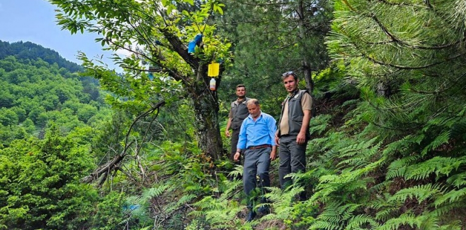 Kestane Gal Arısı İle Yeni Mücadele