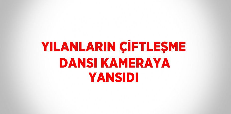 YILANLARIN ÇİFTLEŞME DANSI KAMERAYA YANSIDI