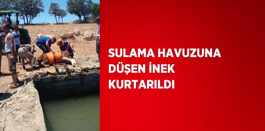 SULAMA HAVUZUNA DÜŞEN İNEK KURTARILDI