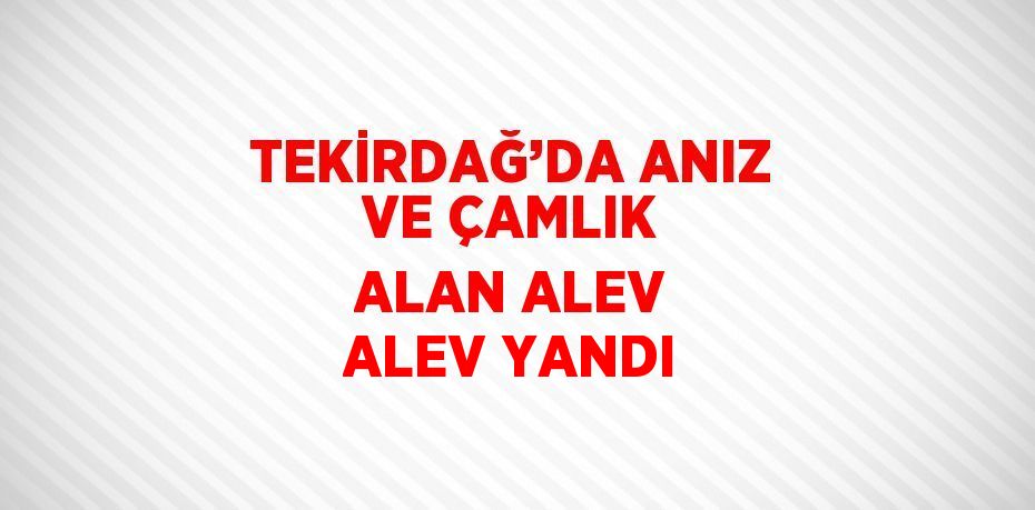 TEKİRDAĞ’DA ANIZ VE ÇAMLIK ALAN ALEV ALEV YANDI