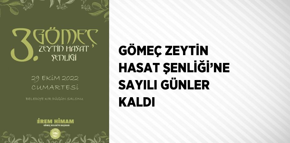 GÖMEÇ ZEYTİN HASAT ŞENLİĞİ’NE SAYILI GÜNLER KALDI