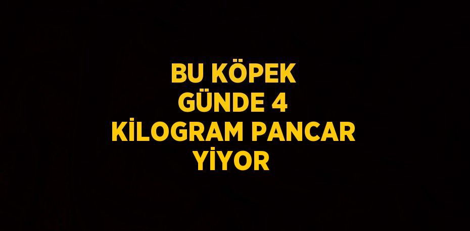 BU KÖPEK GÜNDE 4 KİLOGRAM PANCAR YİYOR