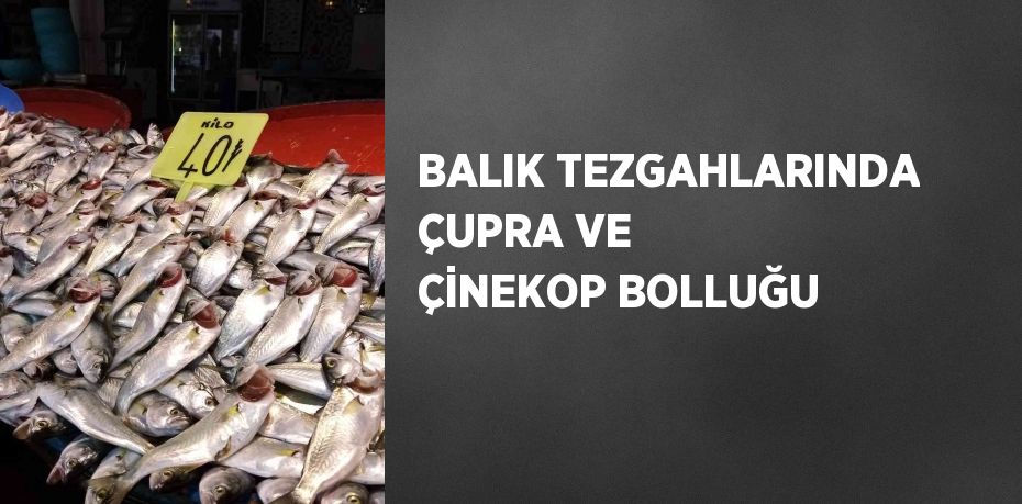 BALIK TEZGAHLARINDA ÇUPRA VE ÇİNEKOP BOLLUĞU