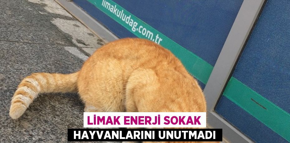 LİMAK ENERJİ SOKAK  HAYVANLARINI UNUTMADI