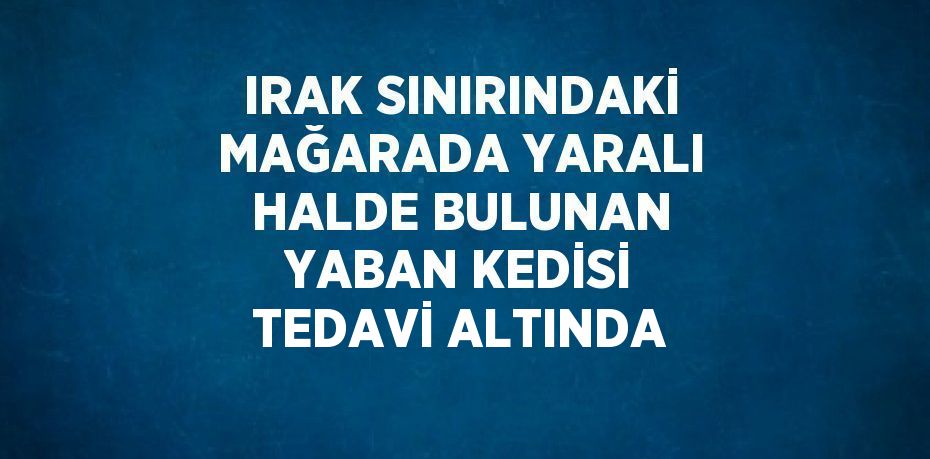 IRAK SINIRINDAKİ MAĞARADA YARALI HALDE BULUNAN YABAN KEDİSİ TEDAVİ ALTINDA