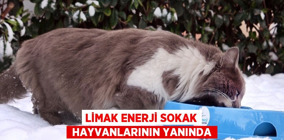 LİMAK ENERJİ SOKAK  HAYVANLARININ YANINDA