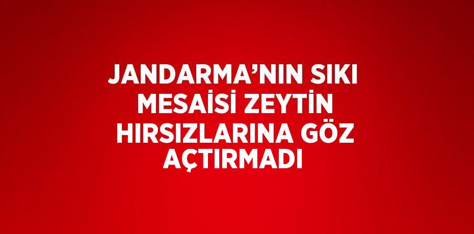 JANDARMA’NIN SIKI MESAİSİ ZEYTİN HIRSIZLARINA GÖZ AÇTIRMADI