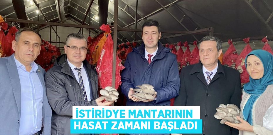 İSTİRİDYE MANTARININ  HASAT ZAMANI BAŞLADI