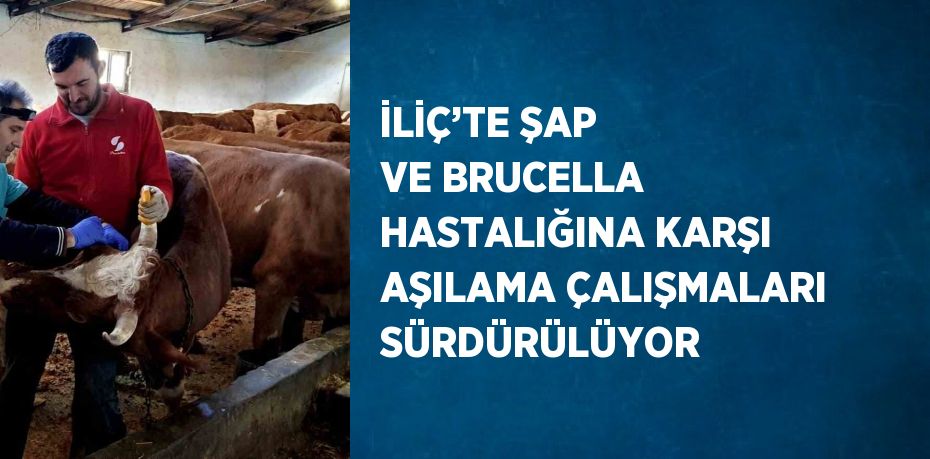 İLİÇ’TE ŞAP VE BRUCELLA HASTALIĞINA KARŞI AŞILAMA ÇALIŞMALARI SÜRDÜRÜLÜYOR