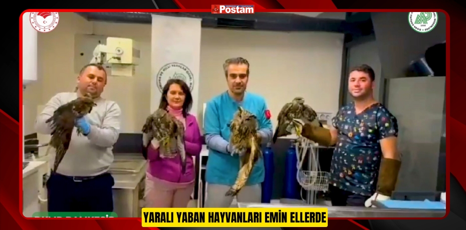 YARALI YABAN HAYVANLARI EMİN ELLERDE