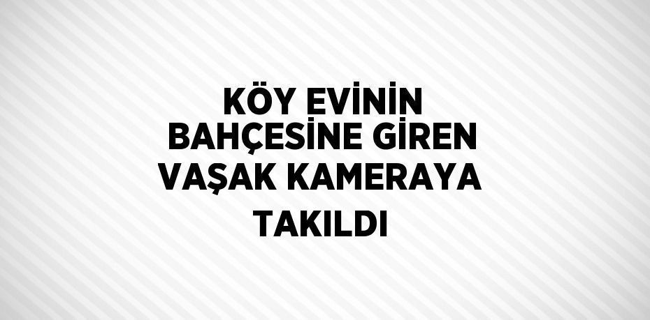 KÖY EVİNİN BAHÇESİNE GİREN VAŞAK KAMERAYA TAKILDI