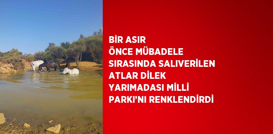 BİR ASIR ÖNCE MÜBADELE SIRASINDA SALIVERİLEN ATLAR DİLEK YARIMADASI MİLLİ PARKI’NI RENKLENDİRDİ