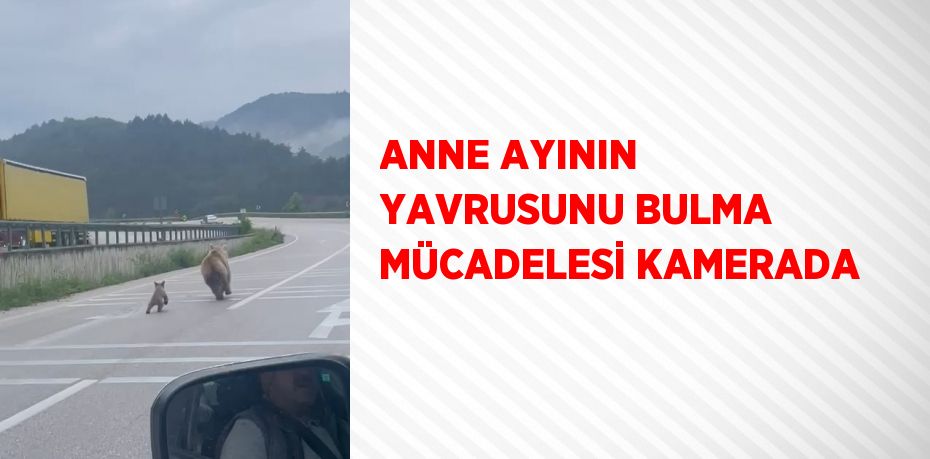 ANNE AYININ YAVRUSUNU BULMA MÜCADELESİ KAMERADA