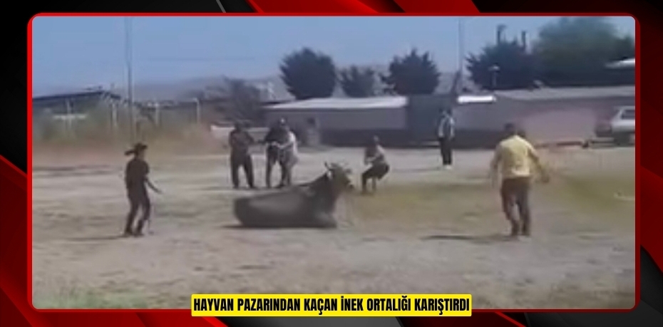 Hayvan pazarından kaçan inek ortalığı karıştırdı