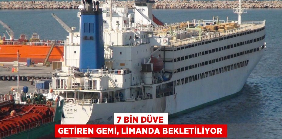 7 bin düve getiren gemi, limanda bekletiliyor