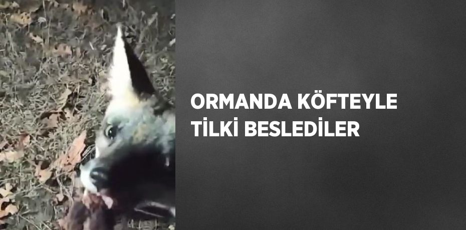 ORMANDA KÖFTEYLE TİLKİ BESLEDİLER