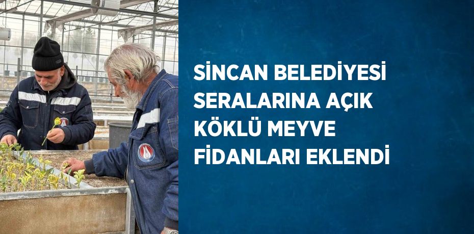 SİNCAN BELEDİYESİ SERALARINA AÇIK KÖKLÜ MEYVE FİDANLARI EKLENDİ