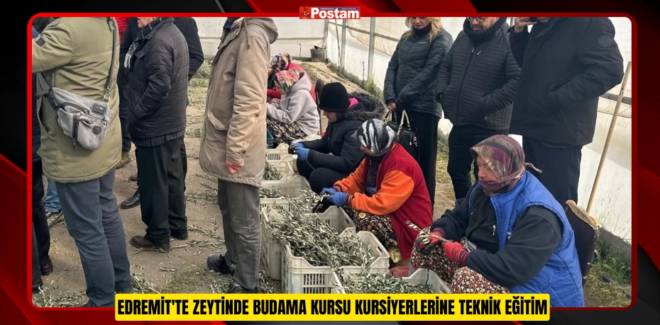 Edremit'te zeytinde budama kursu kursiyerlerine teknik eğitim  