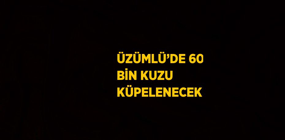 ÜZÜMLÜ’DE 60 BİN KUZU KÜPELENECEK