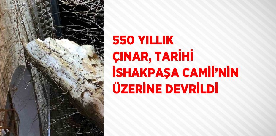 550 YILLIK ÇINAR, TARİHİ İSHAKPAŞA CAMİİ’NİN ÜZERİNE DEVRİLDİ