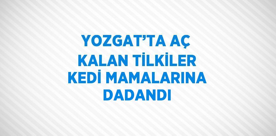 YOZGAT’TA AÇ KALAN TİLKİLER KEDİ MAMALARINA DADANDI