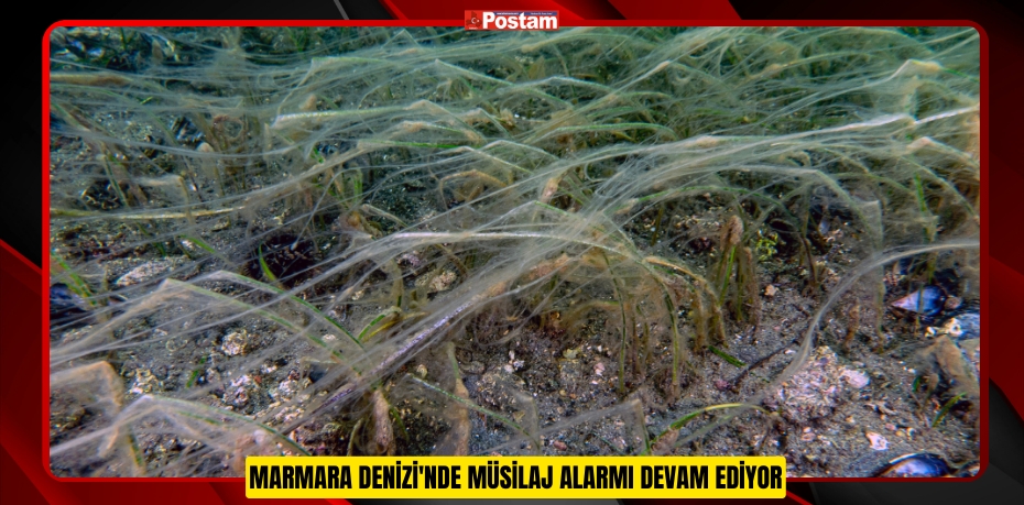 Marmara Denizi'nde müsilaj alarmı devam ediyor  