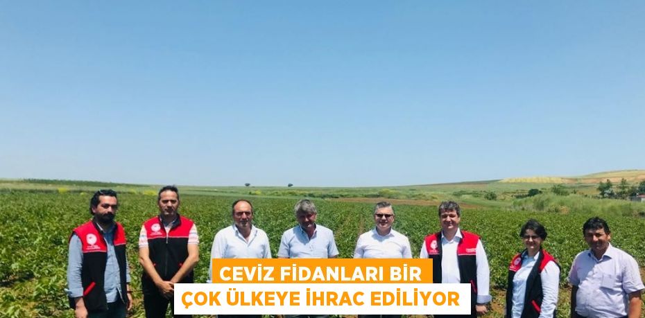 CEVİZ FİDANLARI BİR ÇOK ÜLKEYE İHRAC EDİLİYOR